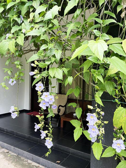 Bed and Breakfast Dambulla Rock Arch Exterior foto