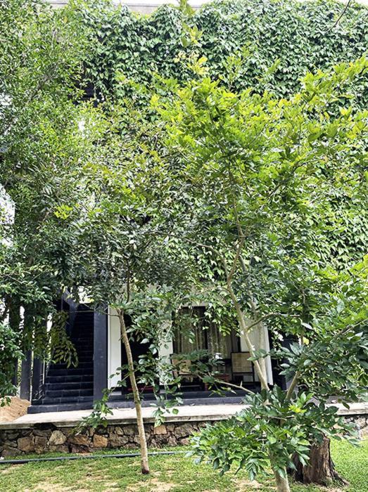 Bed and Breakfast Dambulla Rock Arch Exterior foto